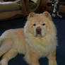 Cream Chow Chow