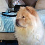 Cream Chow Chow