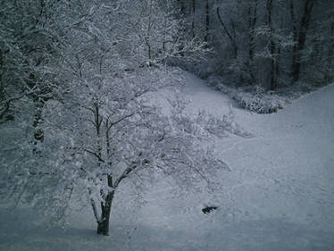 Backyard Snowy Hillside
