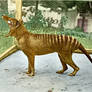 The Last Captive Thylacine