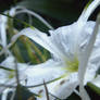 Flowers in The Rainforest