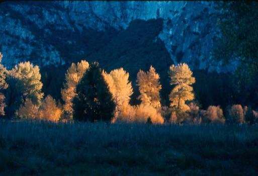 Quaking Aspens