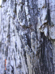 Close-up on the Willow Tree