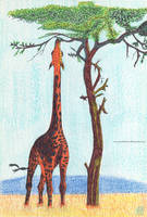 Giraffe + Some sketches