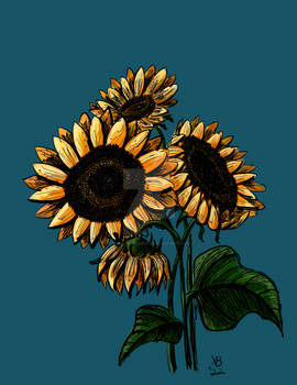 Sunflowers