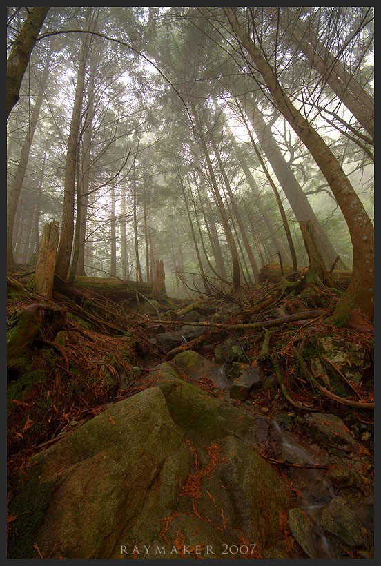 Foggy Hike