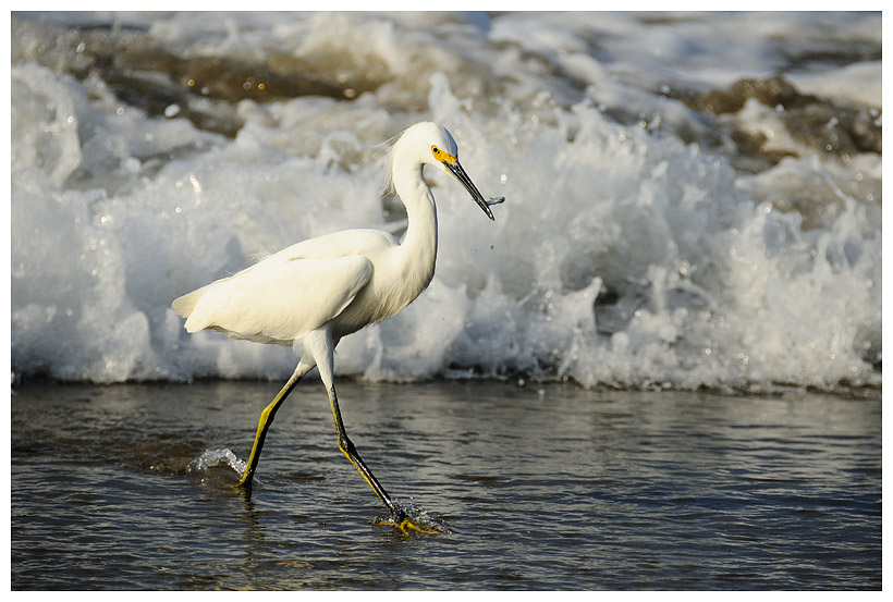 Snowy Egret