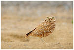 Burrowing Owl by Raymaker