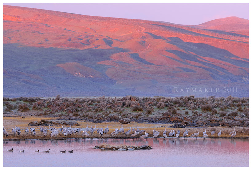 Sandhill Sunrise