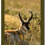 Resting Pronghorn