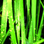 wet grass