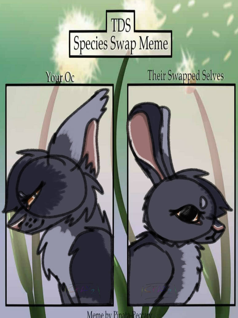 Species Swap Rainfeather by SpiritFoxAnimates2 on DeviantArt