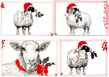 Sheep Christmas Cards