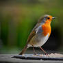 Little Robin 