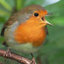 Friendly Robin