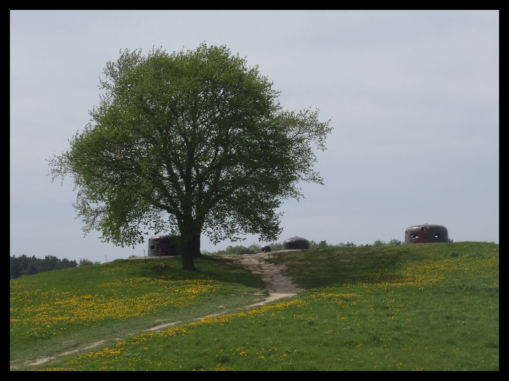 Bunkers and Rapeseed II