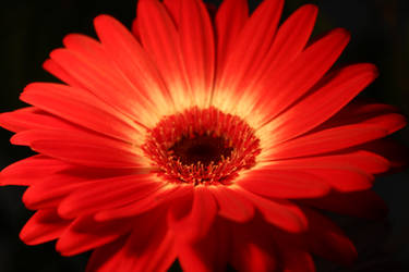 Gerbera