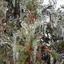 Evergreens Under Ice