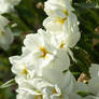 Bright White Flowers with Ant