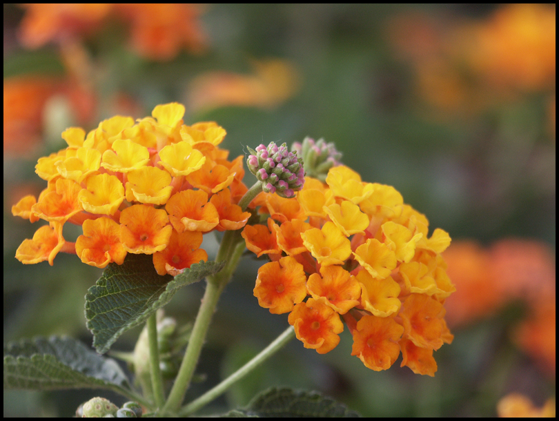 Tiny Orange Flowers