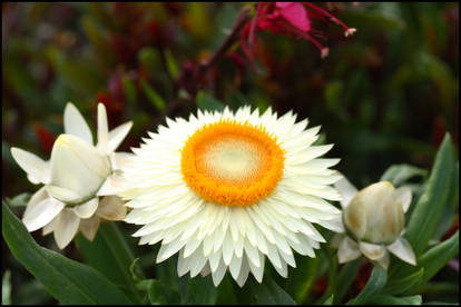 White and Orange