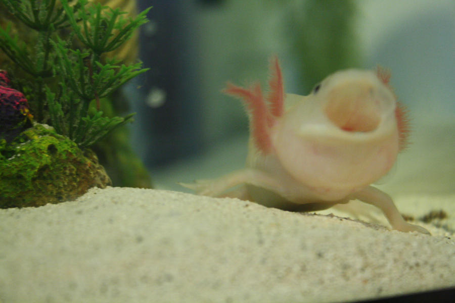 Axolotl Yawn By Xxxsilverwhiskerxxx On Deviantart Axolotl Yawn By Xxxsilverwhiskerxxx On Deviantart