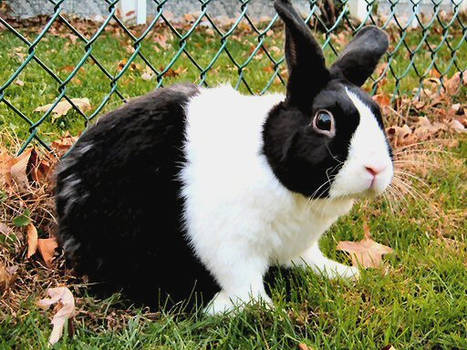 Hidey at the Fence