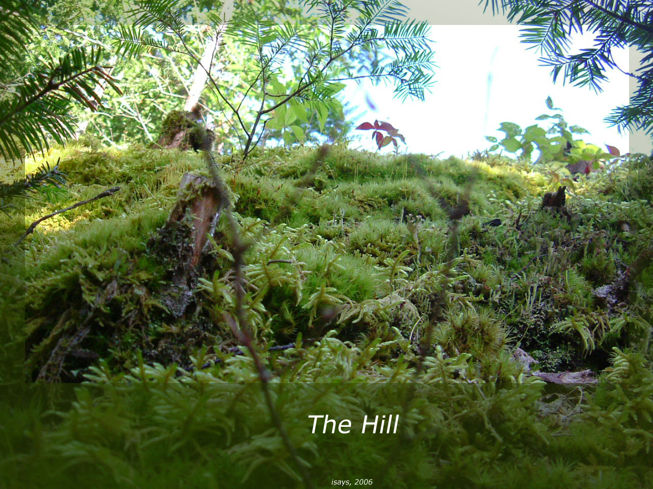 The Hill