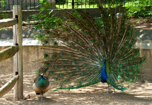 peacock...Philly Zoo