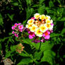 lantana 2