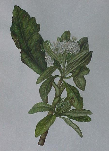 Pladaroxylon leucadendron by MichelDM on DeviantArt