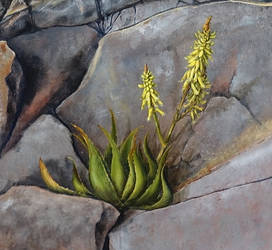 2018 - Rockscape with aloe - detail