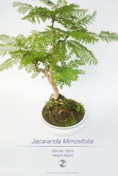 Jacaranda Bonsai