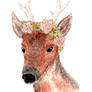 Flower deer [AT]