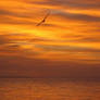 Orange Sunset with Seagull