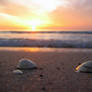 Seashells and Sunsets