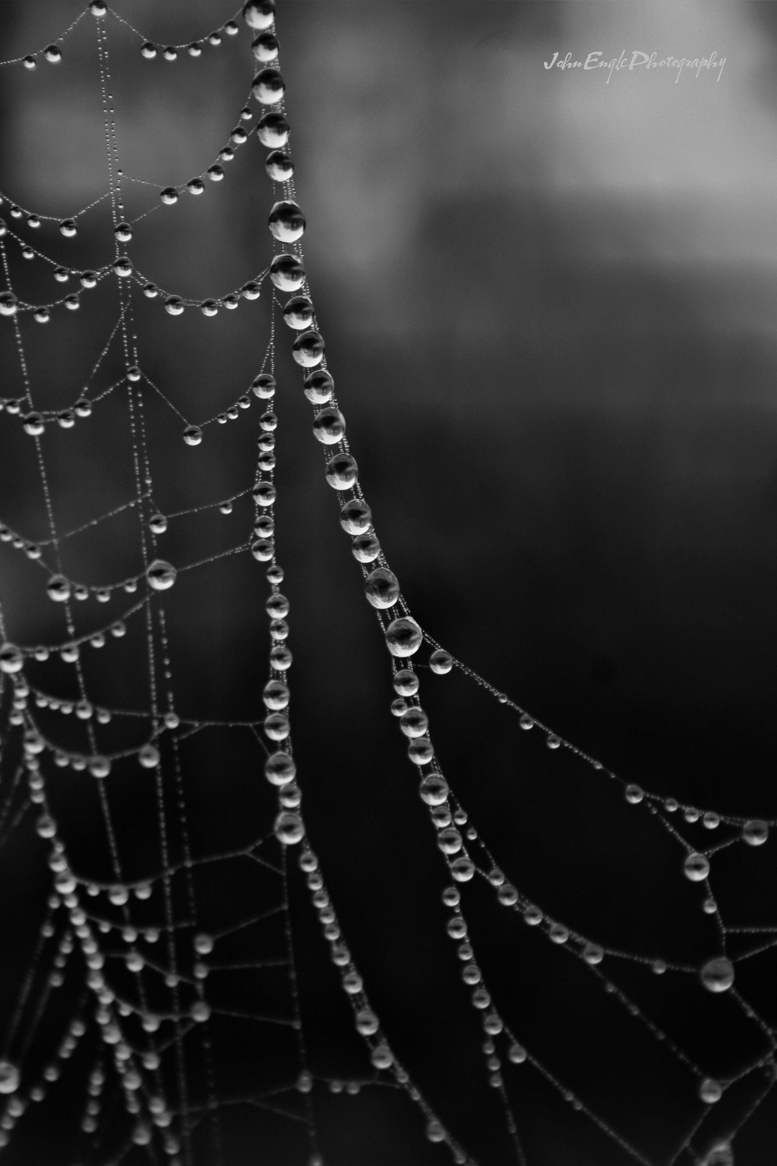 Spider Strand Spider Strand by JEnglePhoto on DeviantArt