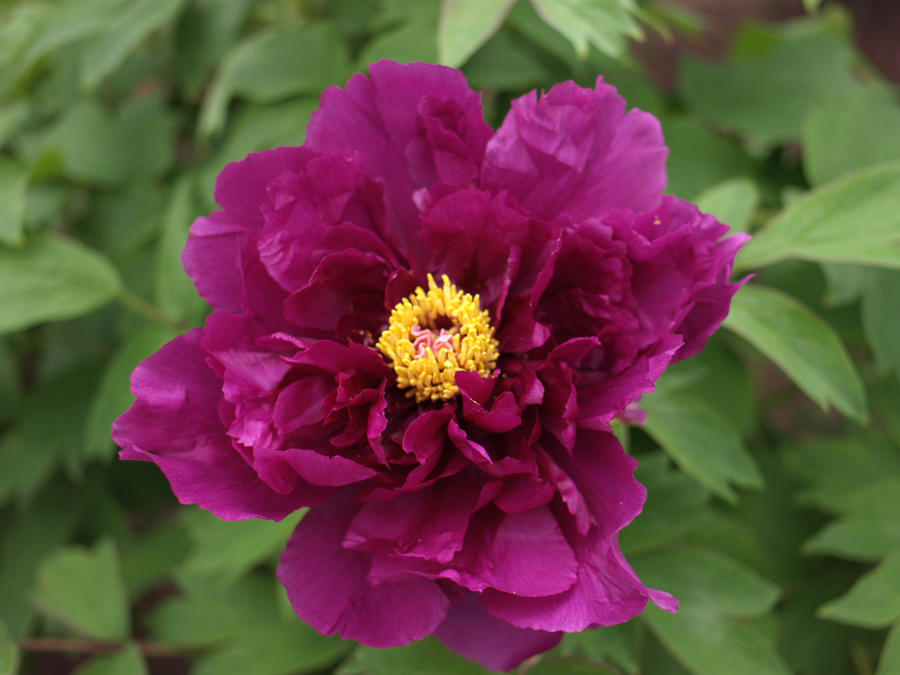 Botan flower by MIUX-R on DeviantArt