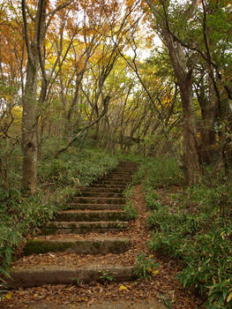 Steps in the Forest