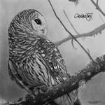 Barred Owl by dangaranart