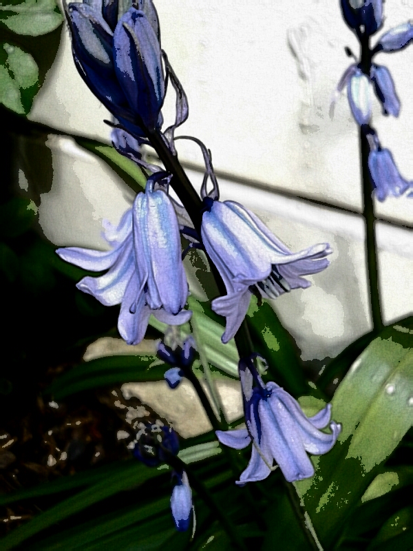 Bluebells