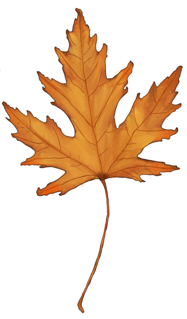 Leaf Study