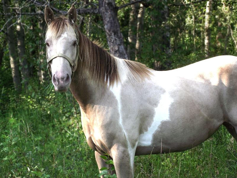 Classic Champagne Tobiano by sibsgraphics on DeviantArt