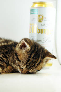 Bitburger the cat, the second