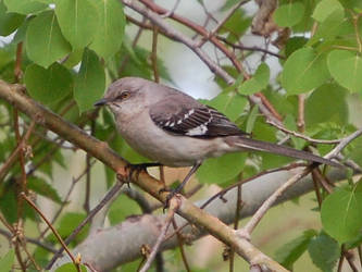 Northern Mockingbird