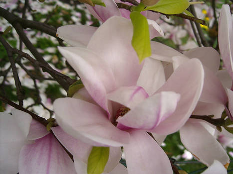 magnolia flower