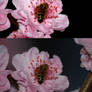Bee and blossom