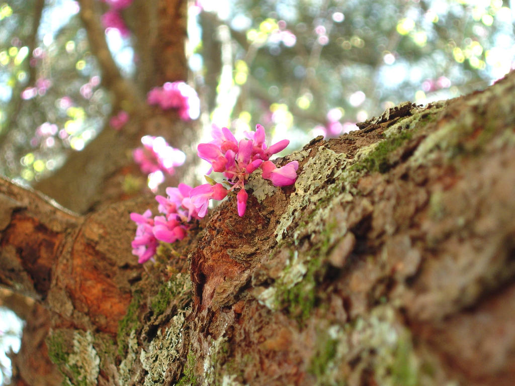 Touch of Spring by sophie427 on DeviantArt