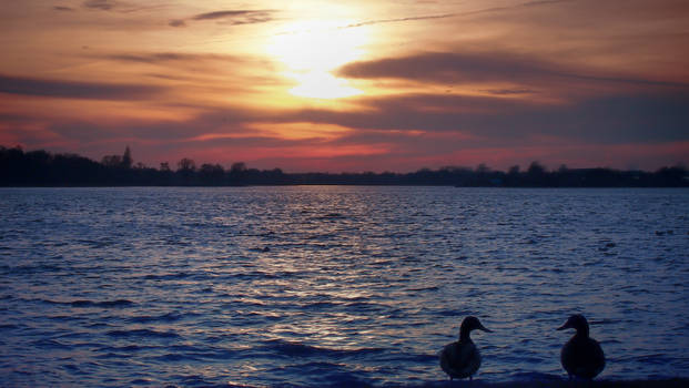 Ducky Sunset