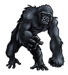 Gorilla